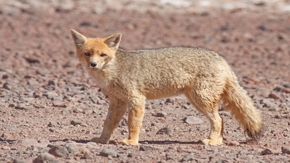 Zorro Culpeo, Guia de Fauna. RutaChile.   - 