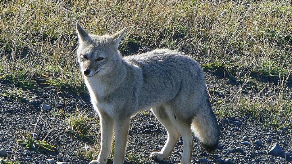 Zorro Chilla, Guia de Fauna. RutaChile.   - ARGENTINA