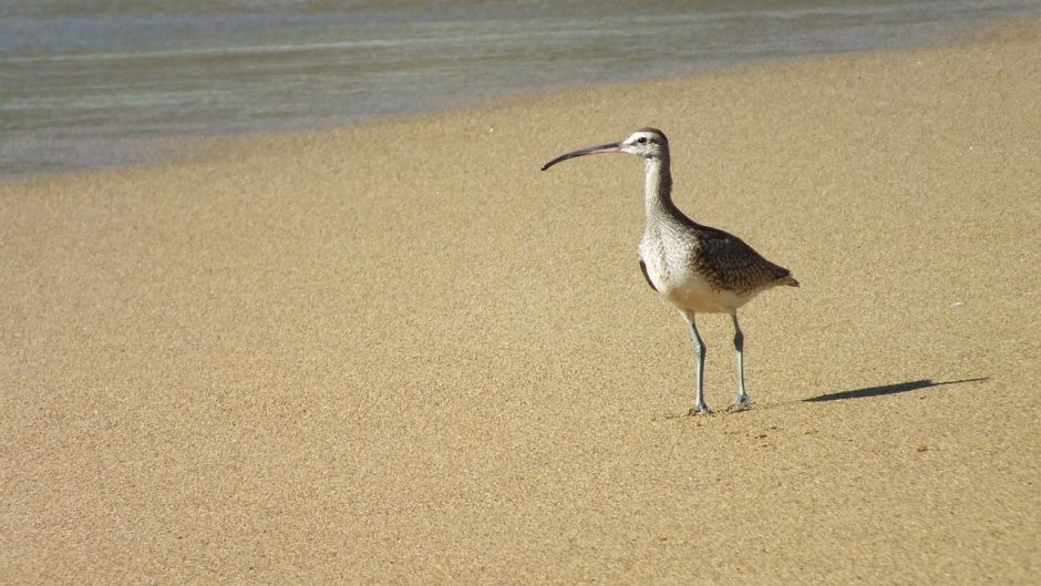 Zarapito, Guia de Fauna. RutaChile.   - AUSTRALIA