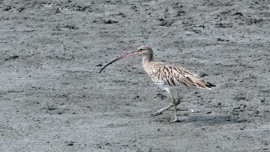 Zarapito, Guia de Fauna. RutaChile.   - ANTIGUA Y BARBUDA