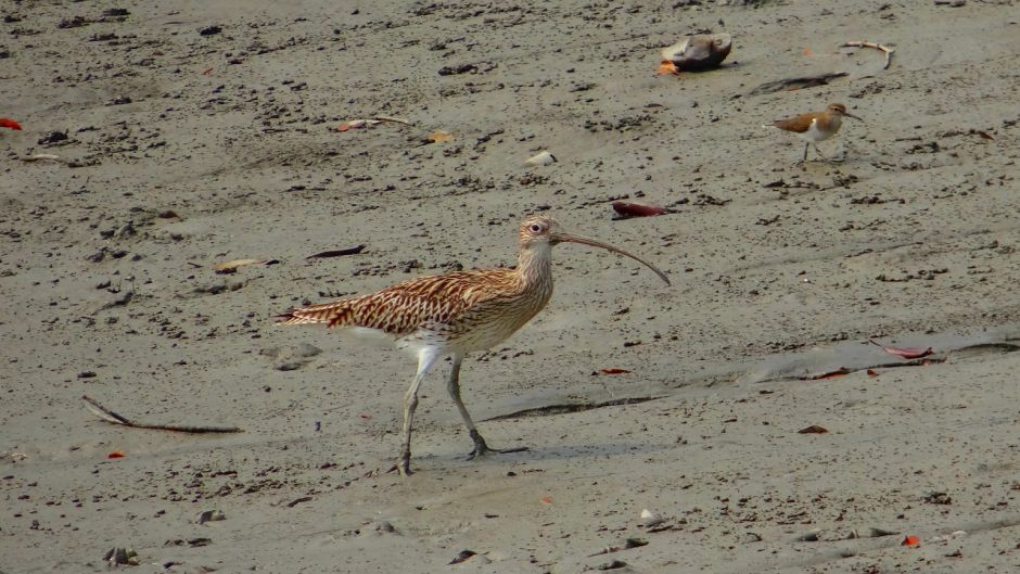 Zarapito, Guia de Fauna. RutaChile.   - ESLOVENIA