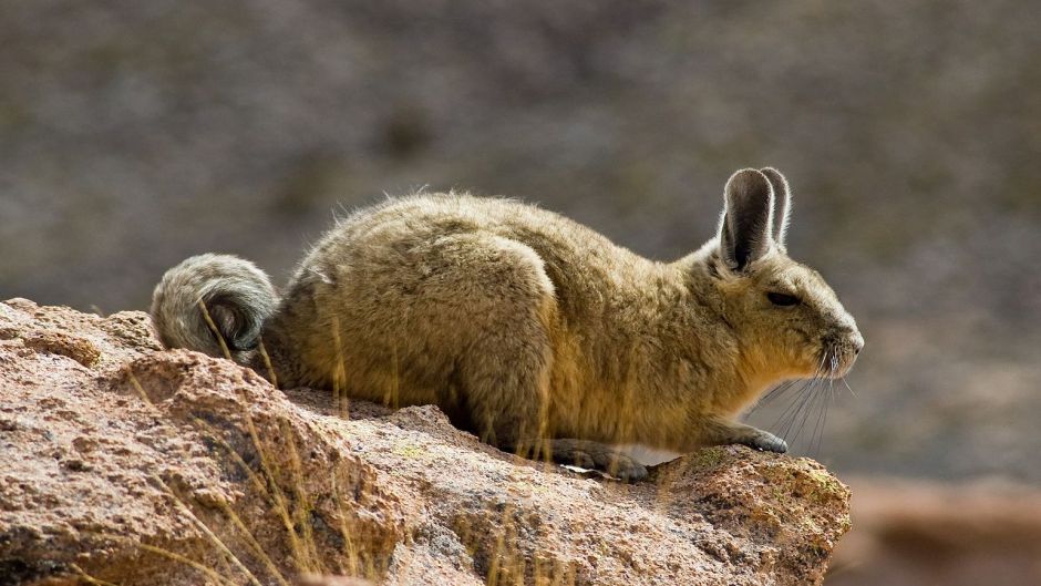 Vizcacha, Guia de Fauna. RutaChile.   - 