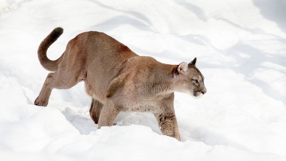 Puma.   - CHILE