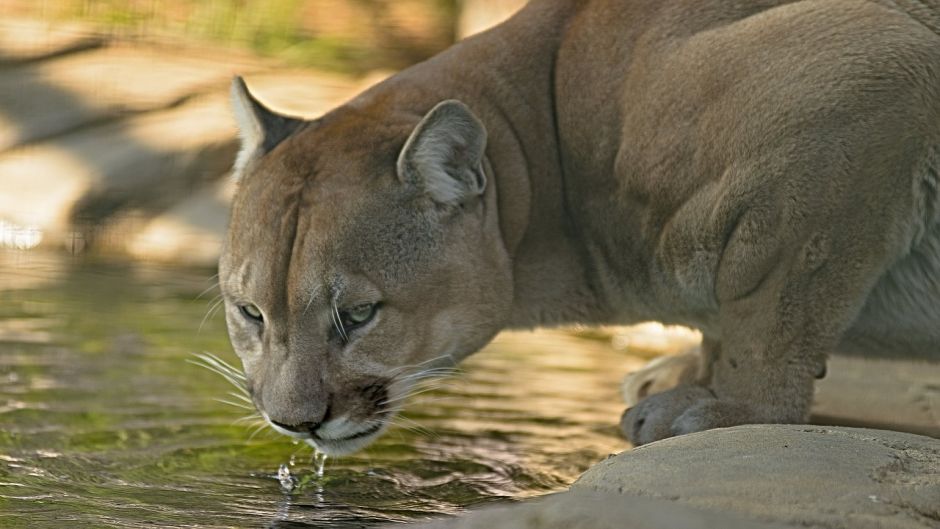 Puma.   - CHILE