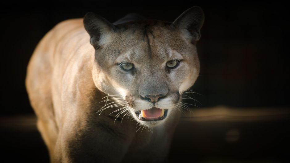 Puma.   - ECUADOR