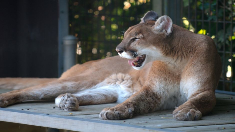 Puma.   - ECUADOR