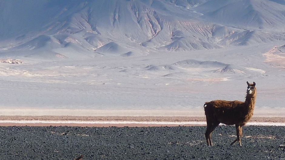 Vicuña, Guia de Fauna. RutaChile.   - CHILE