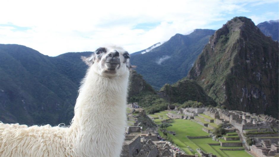 Llama.   - BOLIVIA