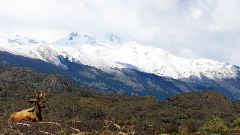 Huemul, Guia de Fauna. RutaChile.   - ARGENTINA