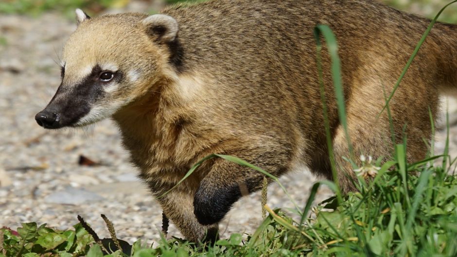 Coati, Guia de Fauna. RutaChile.   - PANAMA