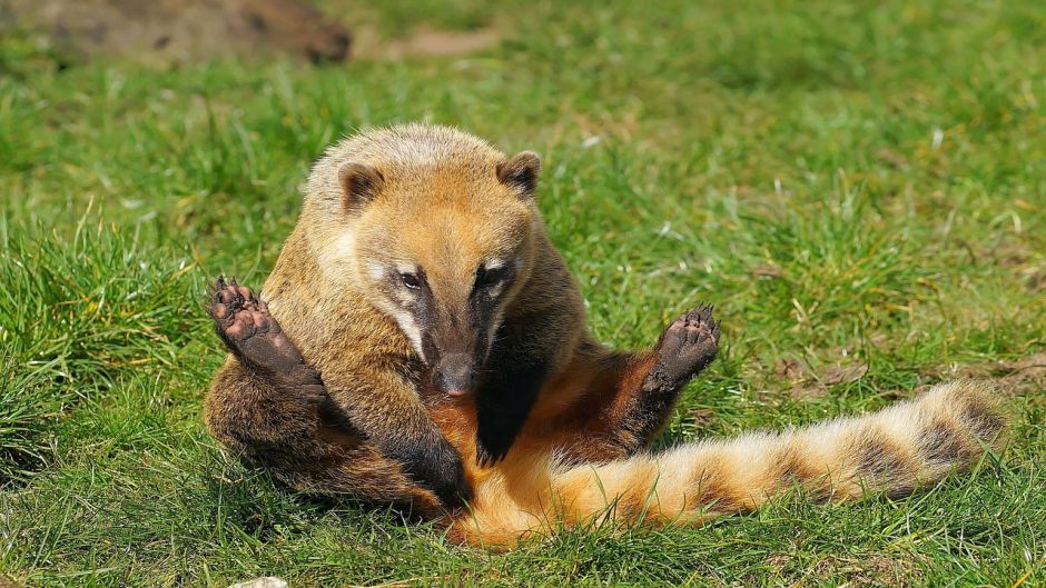 Coati, Guia de Fauna. RutaChile.   - PANAMA