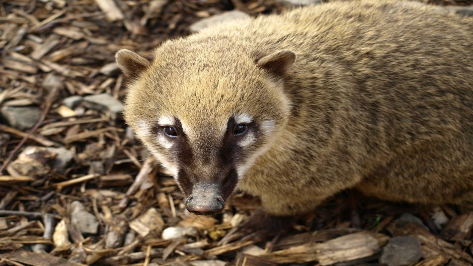 Coati, Guia de Fauna. RutaChile.   - MEXICO