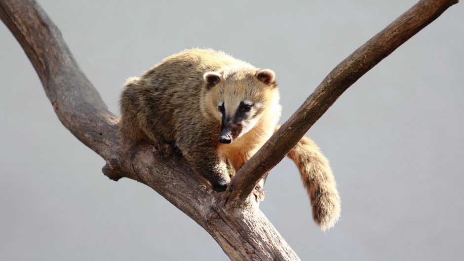 Coati, Guia de Fauna. RutaChile.   - 