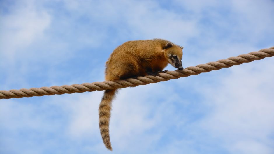 Coati, Guia de Fauna. RutaChile.   - CHILE