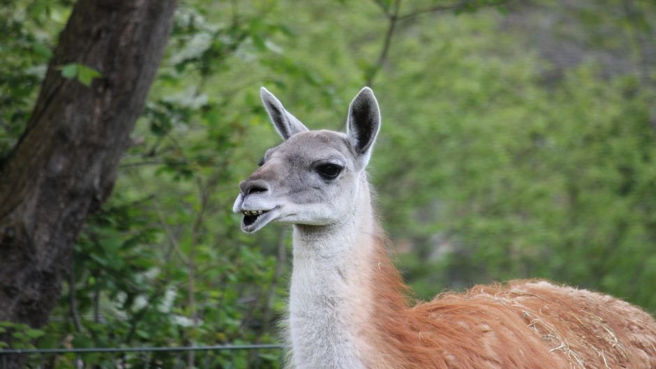 Guanaco, Guia de Fauna. RutaChile.   - 