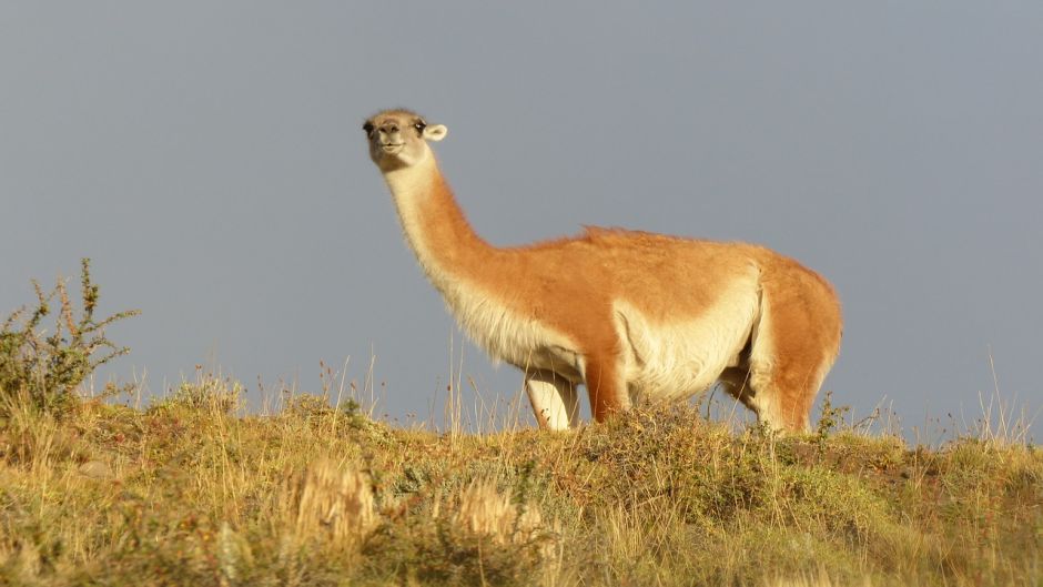 Guanaco, Guia de Fauna. RutaChile.   - CHILE