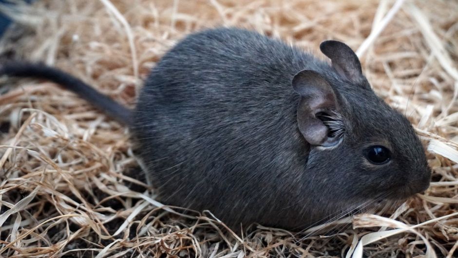 Degu, Guia de Fauna. RutaChile.   - CHILE