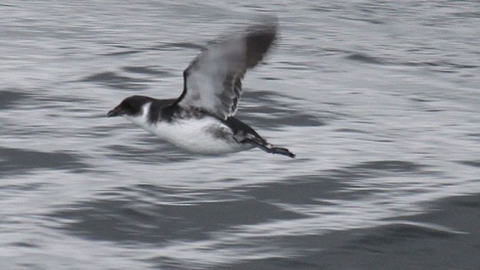 Yunco de Magallanes, Guia de Fauna. RutaChile.   - 