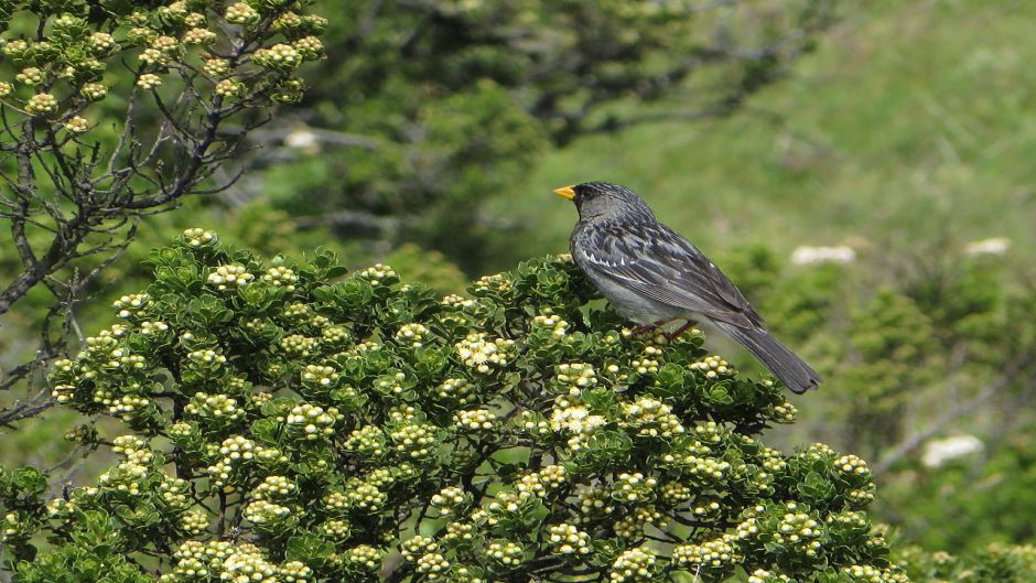 Yal, Guia de Fauna. RutaChile.   - BOLIVIA