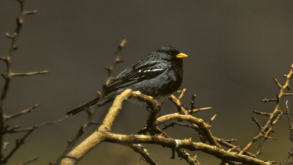 Yal, Guia de Fauna. RutaChile.   - VENEZUELA