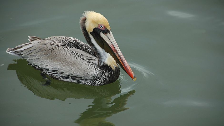 Pelícano peruano, Guia de Fauna. RutaChile.   - PERU