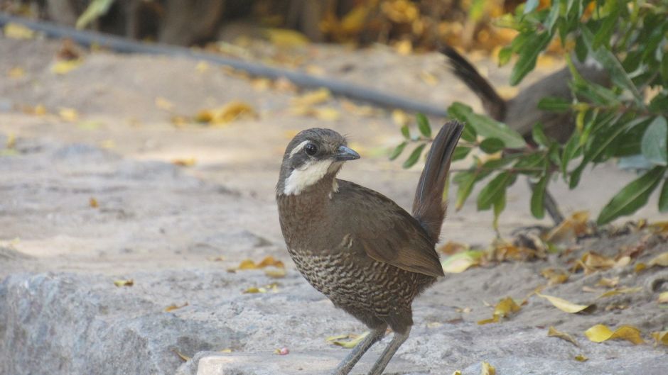 Turca, Guia de Aves de Chile.   - CHILE