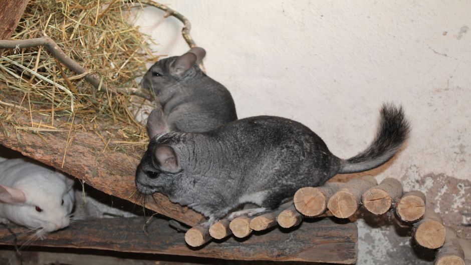 Chinchilla, Guia de Fauna. RutaChile.   - BOLIVIA