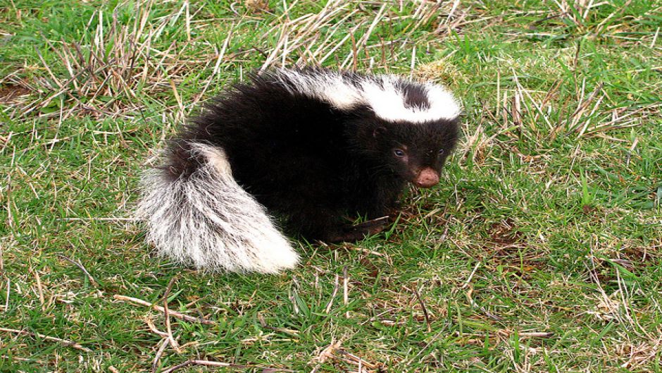 Chingue, Guia de Fauna. RutaChile.   - BOLIVIA