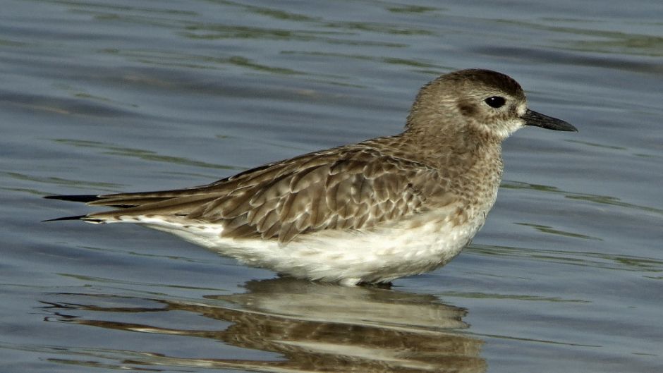 Informacion del Chorlo Artico, con plumas negras en el cuello, pech.   - ISRAEL