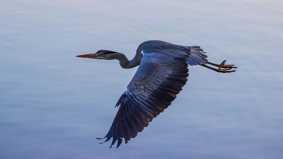 Informacion de la Garza Azul, a Garceta Azul (Egretta caerulea) se .   - ARGENTINA