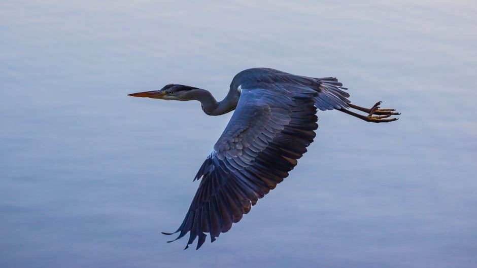 Informacion de la Garza Azul, a Garceta Azul (Egretta caerulea) se .   - 