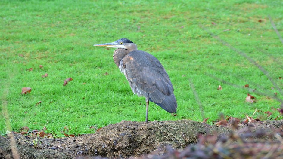 Informacion de la Garza Azul, a Garceta Azul (Egretta caerulea) se .   - EL SALVADOR