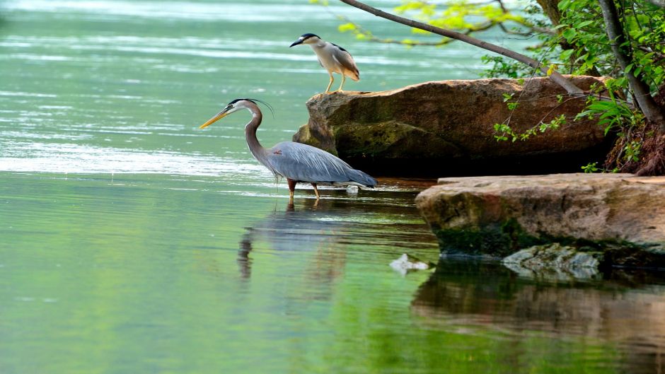 Informacion de la Garza Azul, a Garceta Azul (Egretta caerulea) se .   - BOLIVIA