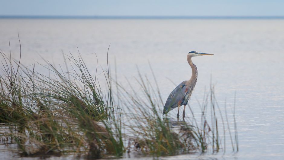 Informacion de la Garza Azul, a Garceta Azul (Egretta caerulea) se .   - PERU