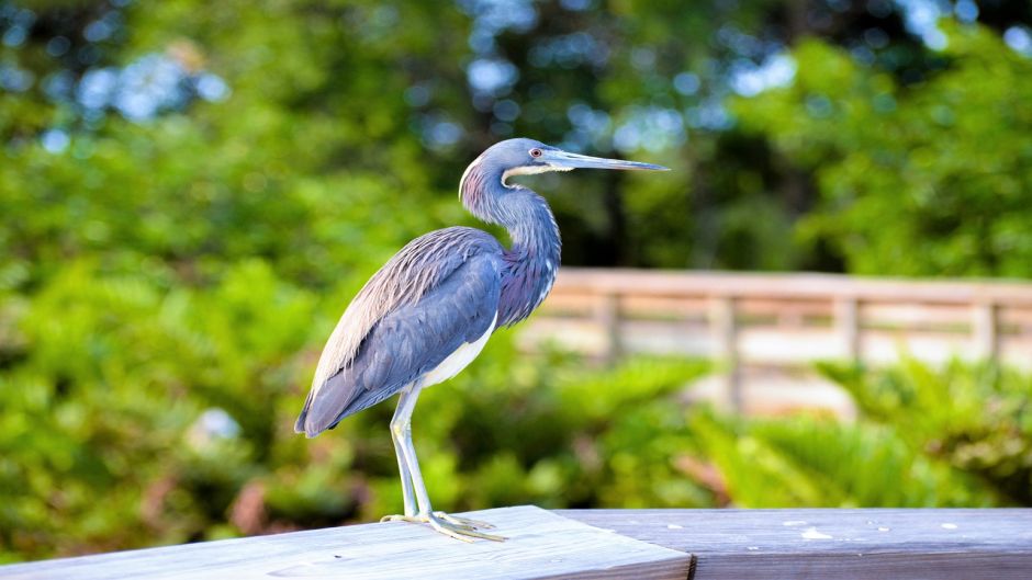 Informacion de la Garza Azul, a Garceta Azul (Egretta caerulea) se .   - MEXICO