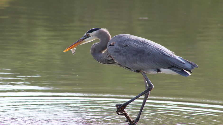 Informacion de la Garza Azul, a Garceta Azul (Egretta caerulea) se .   - PARAGUAY