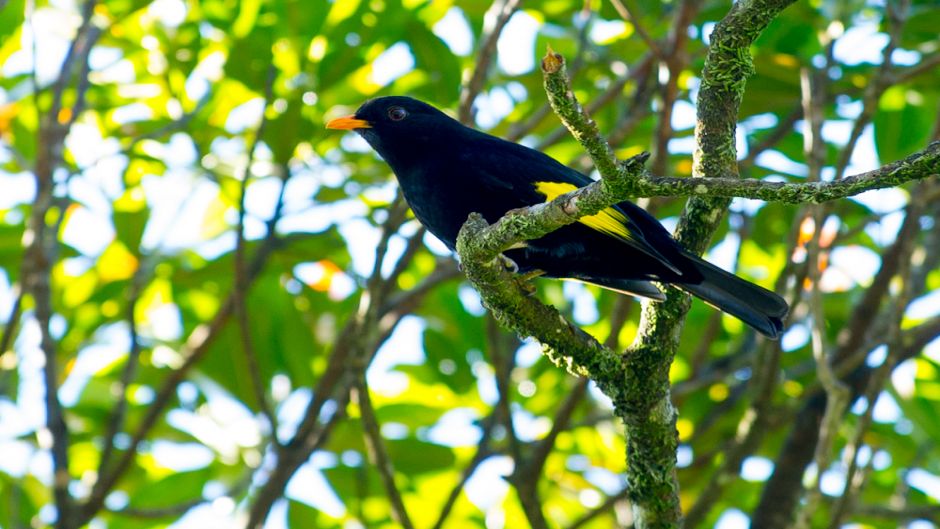 Cotinga negro (Tijuca atra) es una especie de ave en la familia C.   - BRASIL