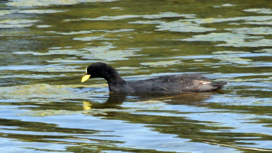 Informacion de la Tagua, Presentes en casi todos los rios y lagunas.   - CHILE