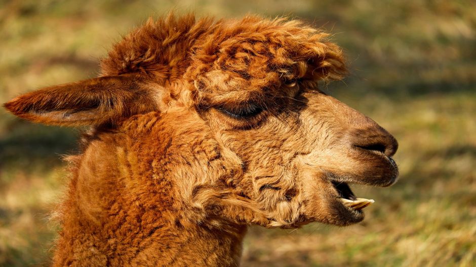 Alpaca, Guia de Fauna. RutaChile.   - CHILE