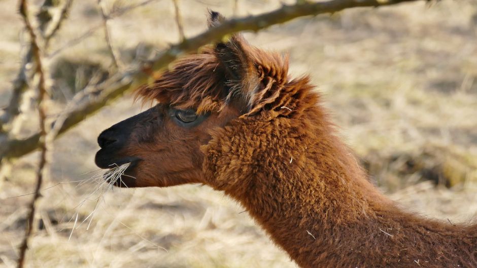 Alpaca, Guia de Fauna. RutaChile.   - BOLIVIA