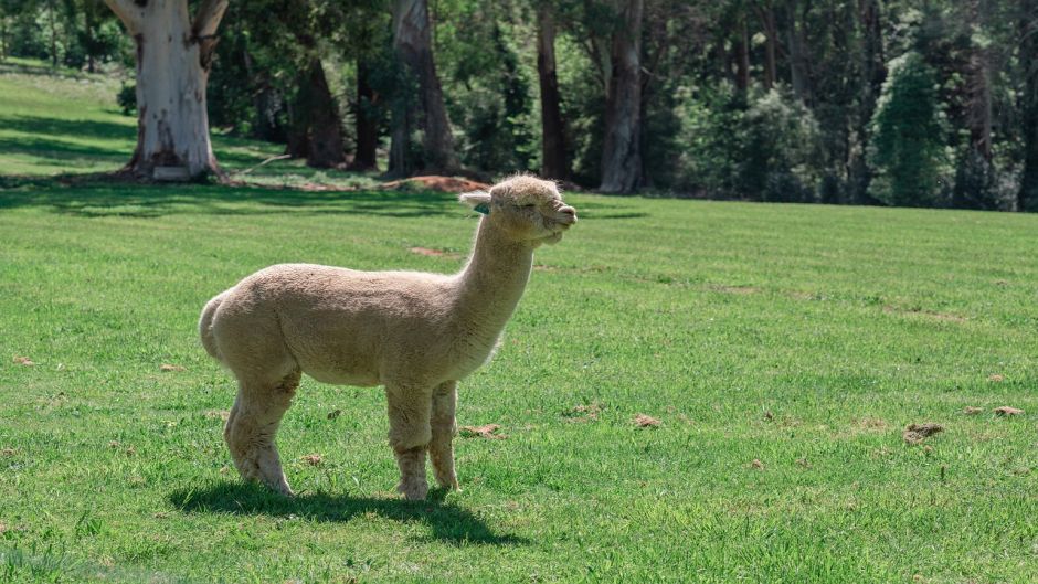 Alpaca, Guia de Fauna. RutaChile.   - 