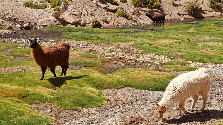 Alpaca, Guia de Fauna. RutaChile.   - PERU