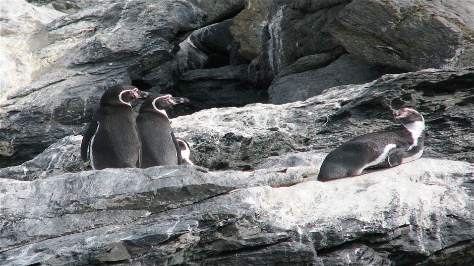 Pingüino de Humboldt tiene cabeza y cuello posterior negro. Cuello .   - 