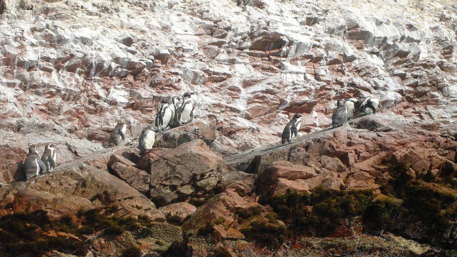 Pingüino de Humboldt tiene cabeza y cuello posterior negro. Cuello .   - CHILE