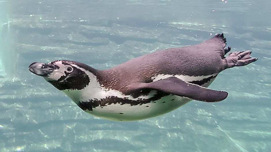 Pingüino de Humboldt tiene cabeza y cuello posterior negro. Cuello .   - 