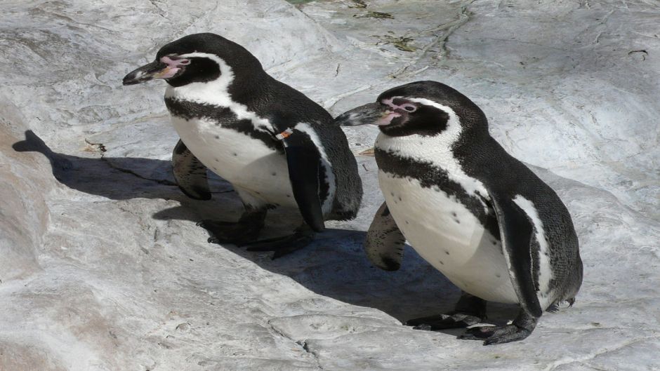 Pingüino de Humboldt tiene cabeza y cuello posterior negro. Cuello .   - ECUADOR