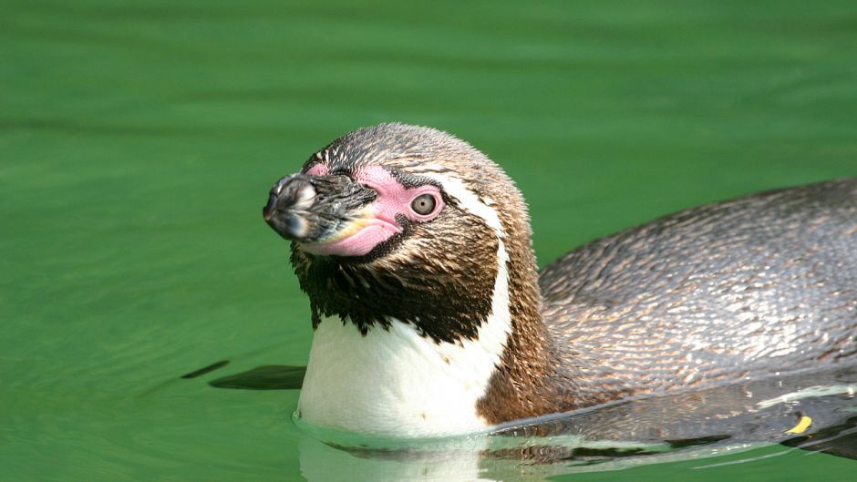 Pingüino de Humboldt tiene cabeza y cuello posterior negro. Cuello .   - 