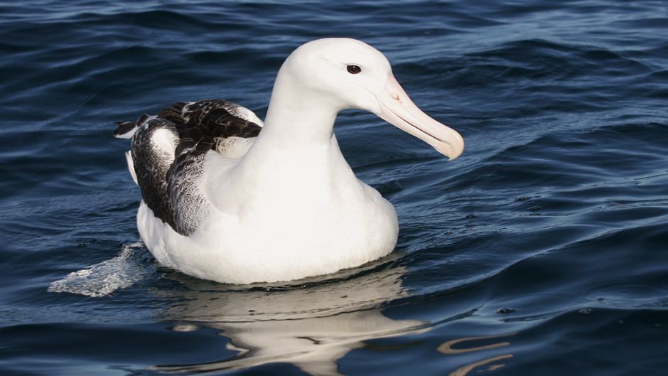 Facilmente puede ser confundido en su medio con el Albatros Errante.   - 