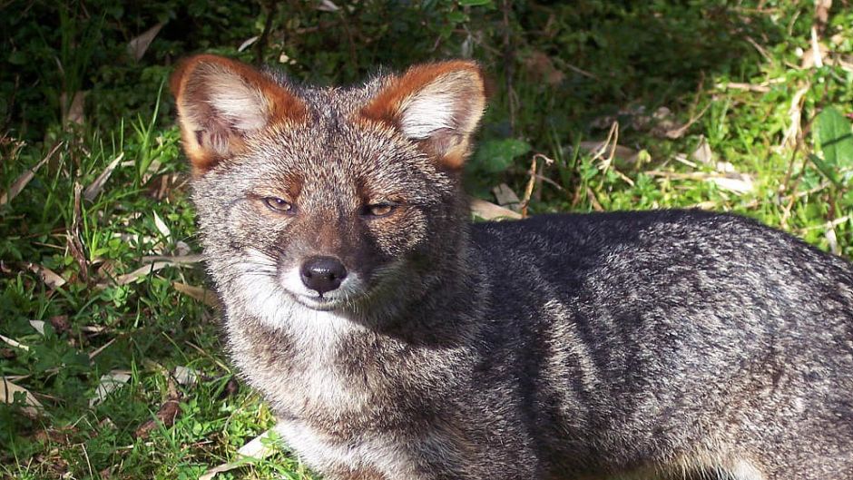 Zorro de Chiloé, Guia de Fauna. RutaChile.   - 