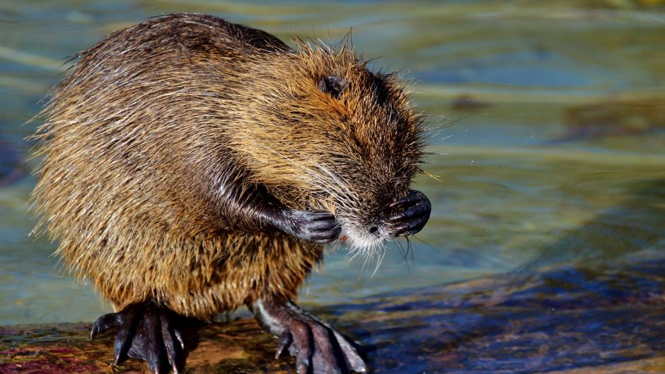 Coipo, Guia de Fauna. RutaChile.   - 
